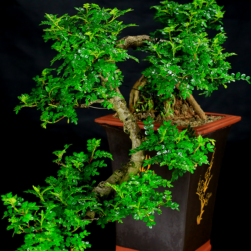 十种最旺家庭的小盆景,各种小盆景大全图片