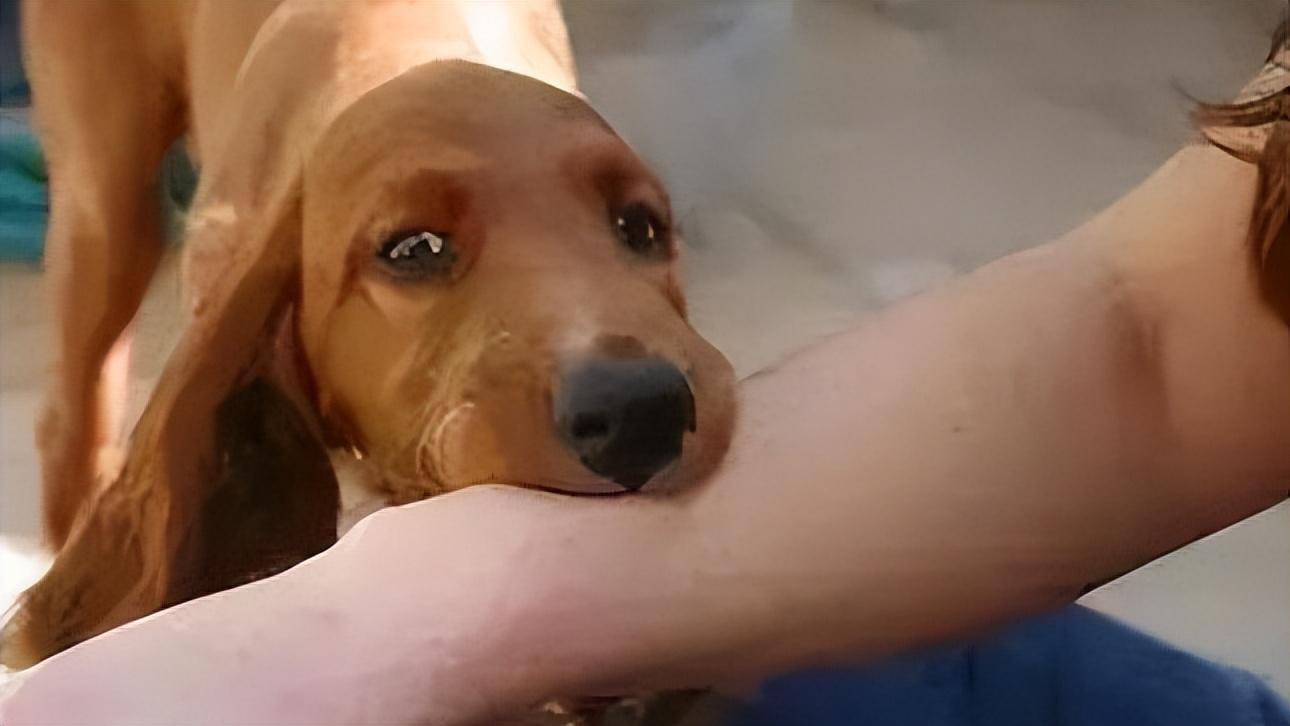 动物急救,动物急救视频大全