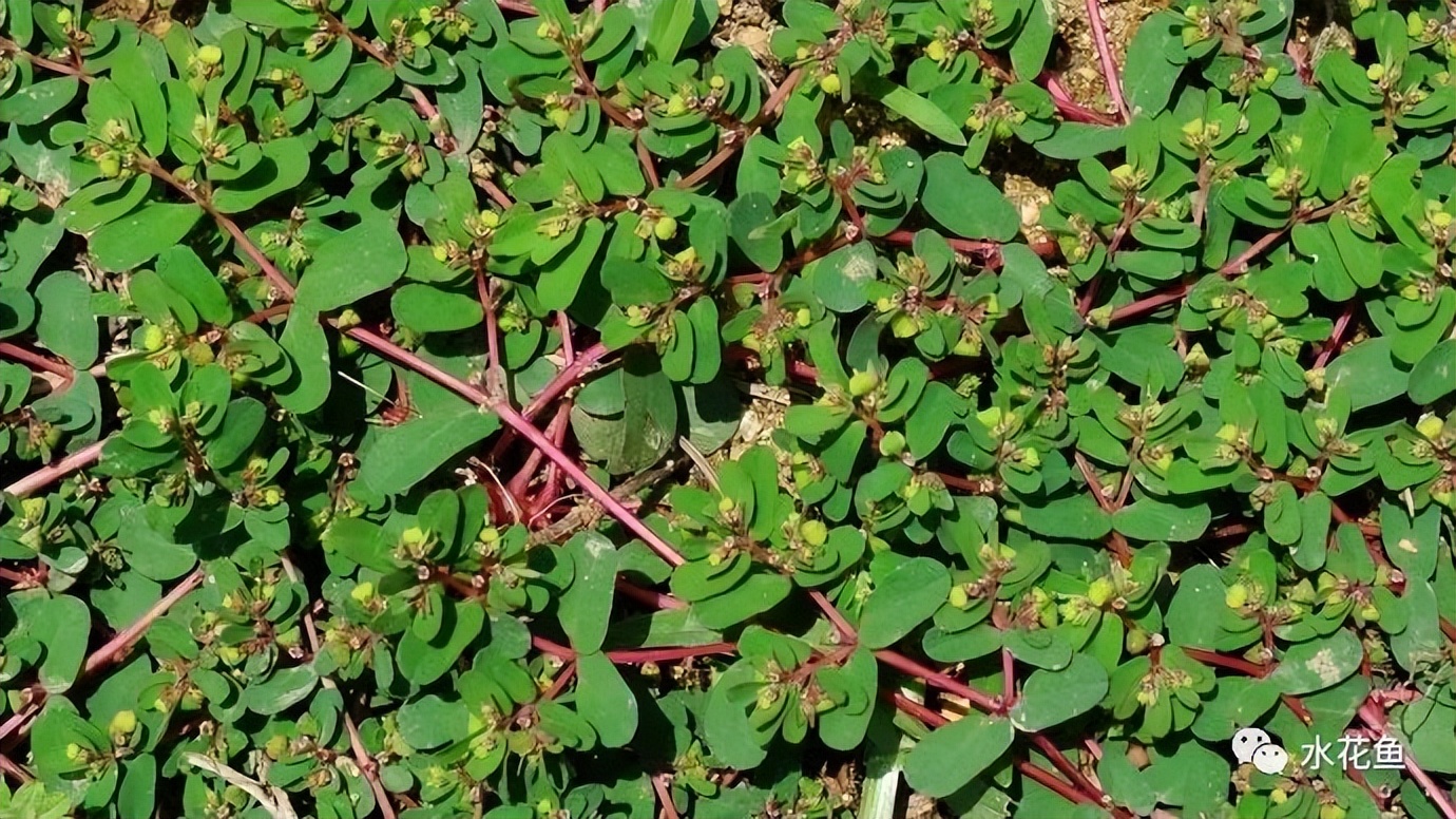 12种水产病害防治,你对水产动物病害的初步认识