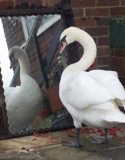 为什么照镜子自己很美照片很丑,为什么我照镜子好看一拍照就丑