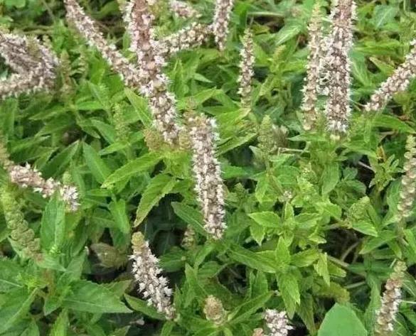 潮汕小吃美食草粿制作大全,潮汕小吃草粿的详细做法