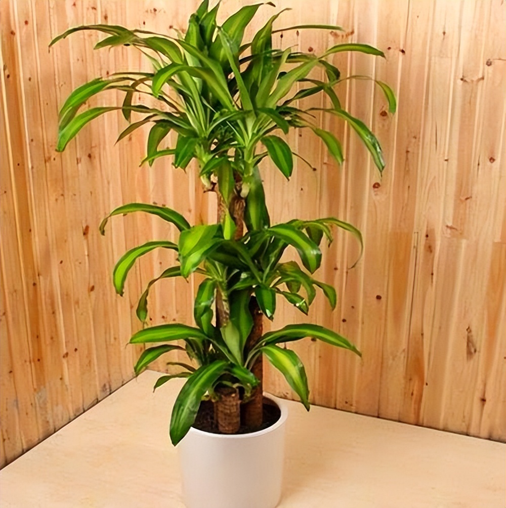 巴西木树好不好养,巴西木养的时间长了为什么要黑腐