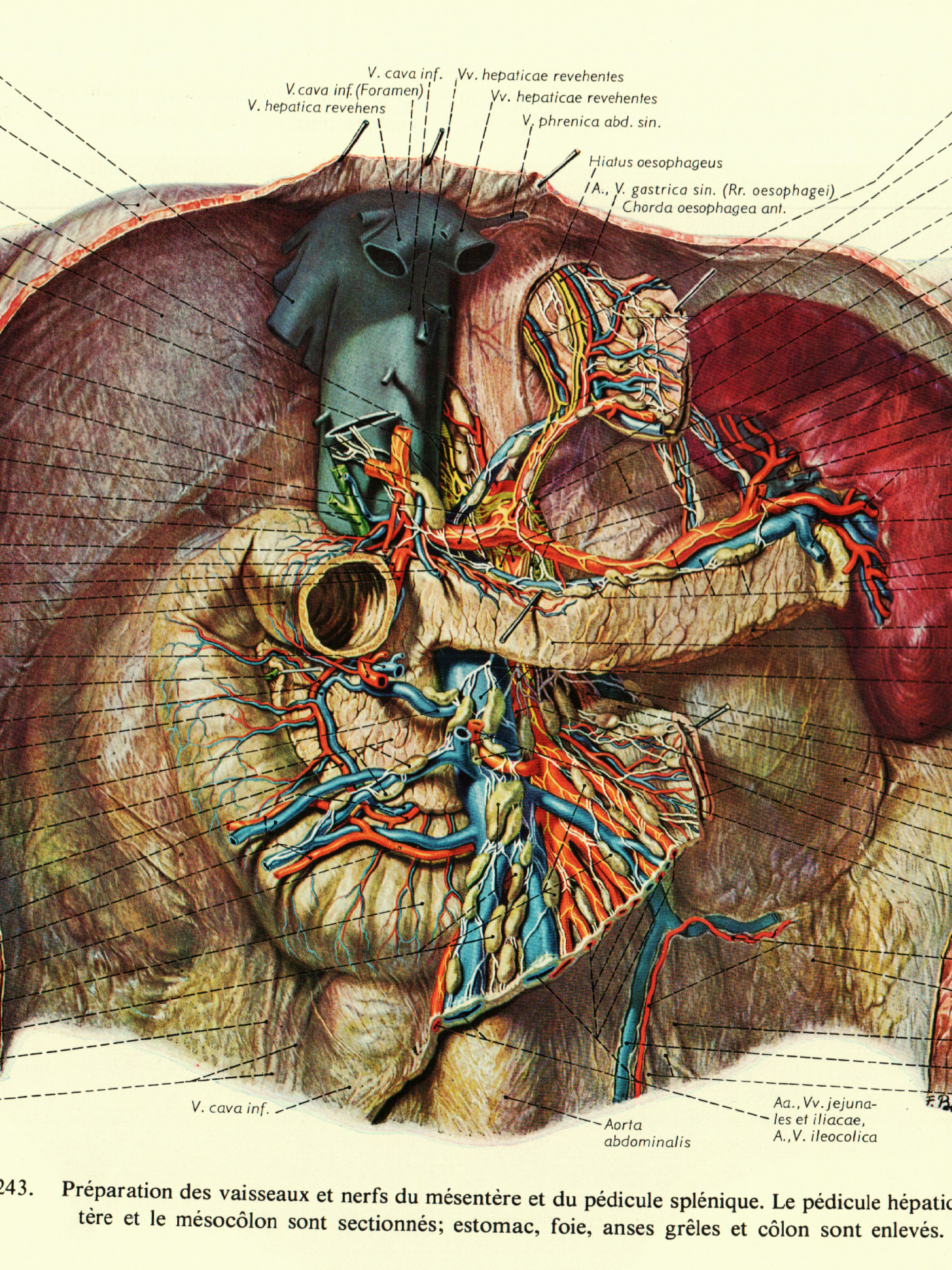 最全人体解剖图建议收藏,人体解剖图内脏器官位置图清晰