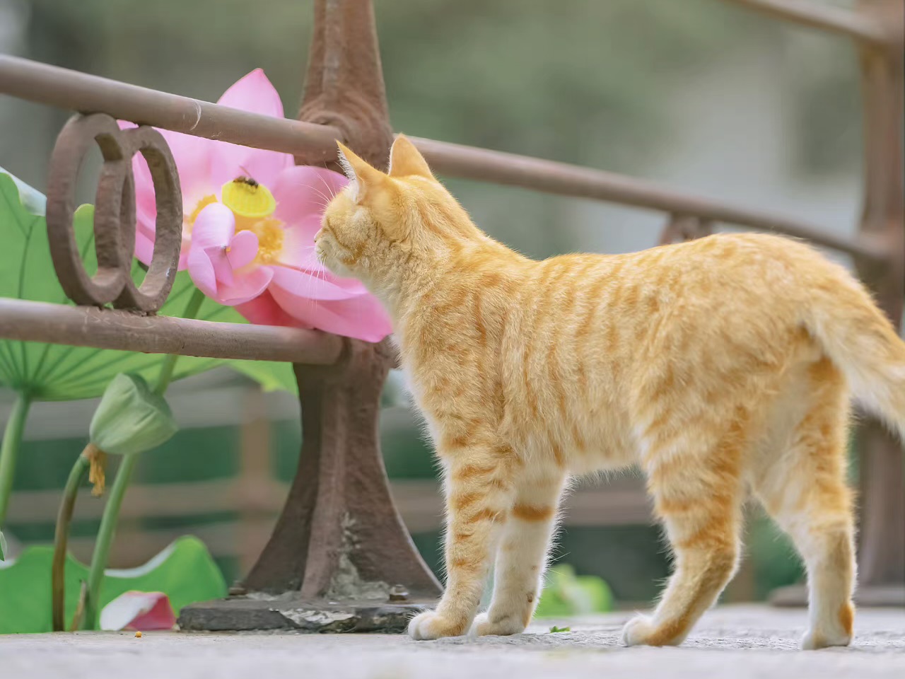 猫包建议买什么,哪种猫包最好用