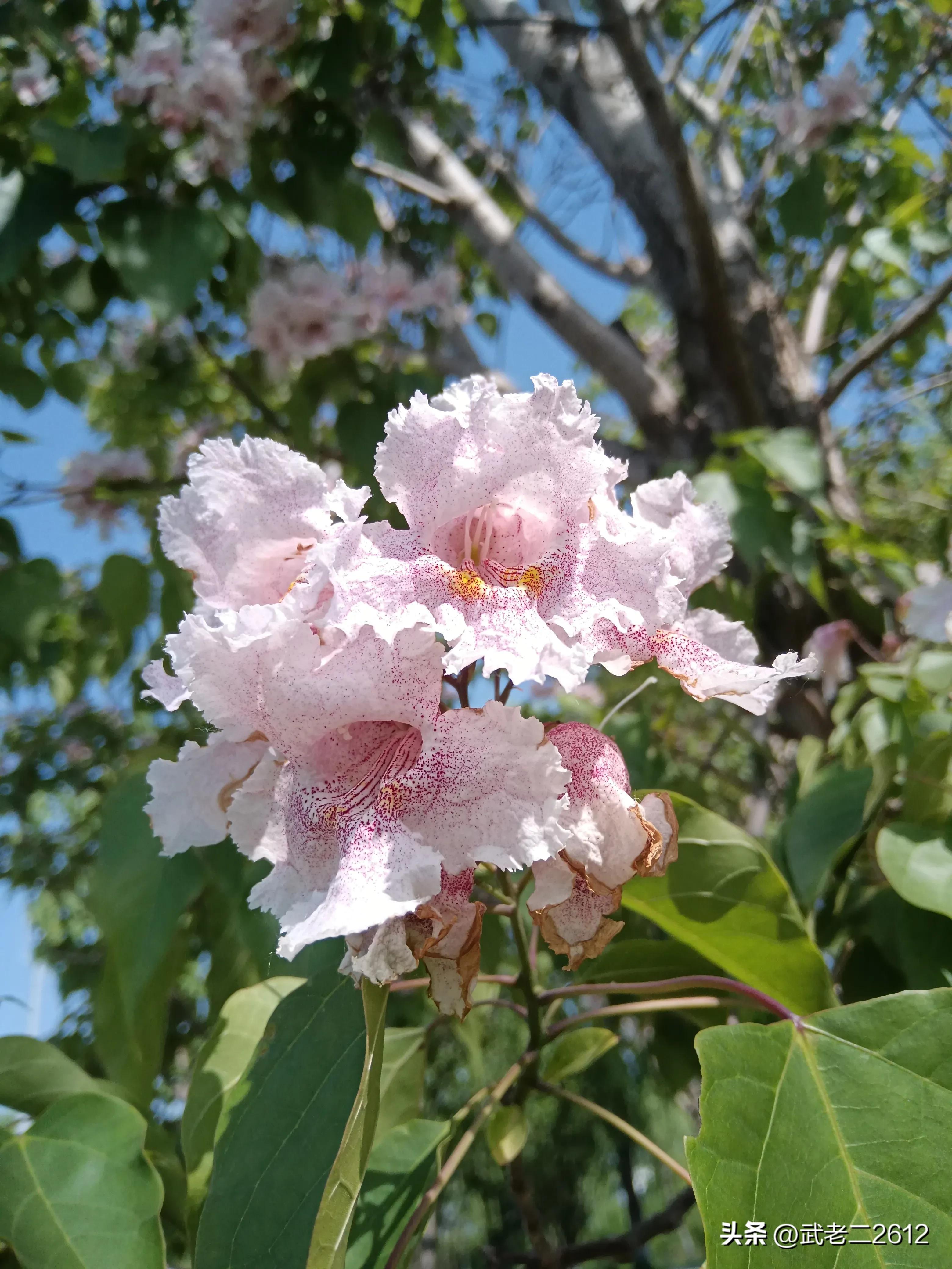 一个为我折树上莲花灯的人