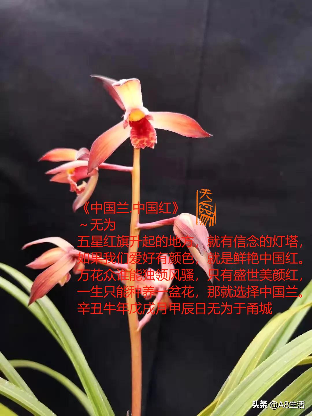 每日一品花卉,每日一品中国兰花春兰