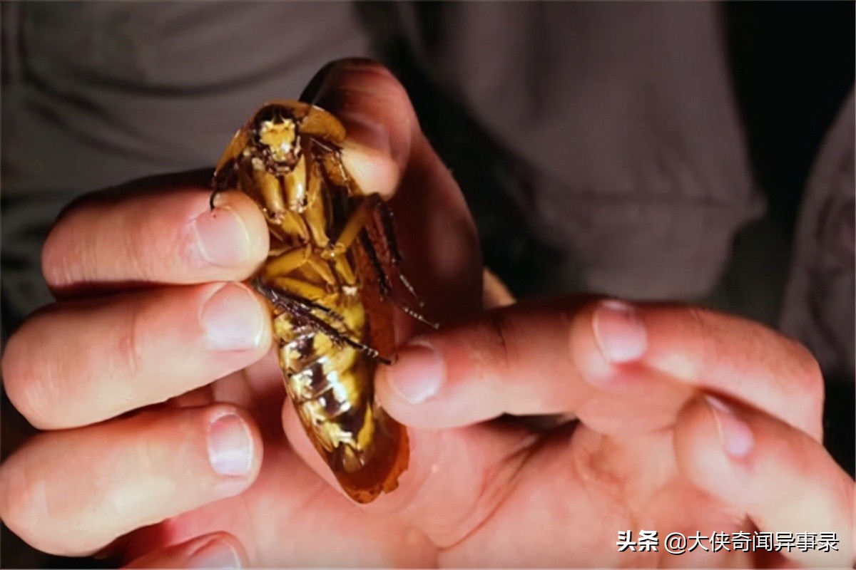 家里有蟑螂有什么东西能消灭蟑螂,蟑螂捕捉器灭除蟑螂一窝端