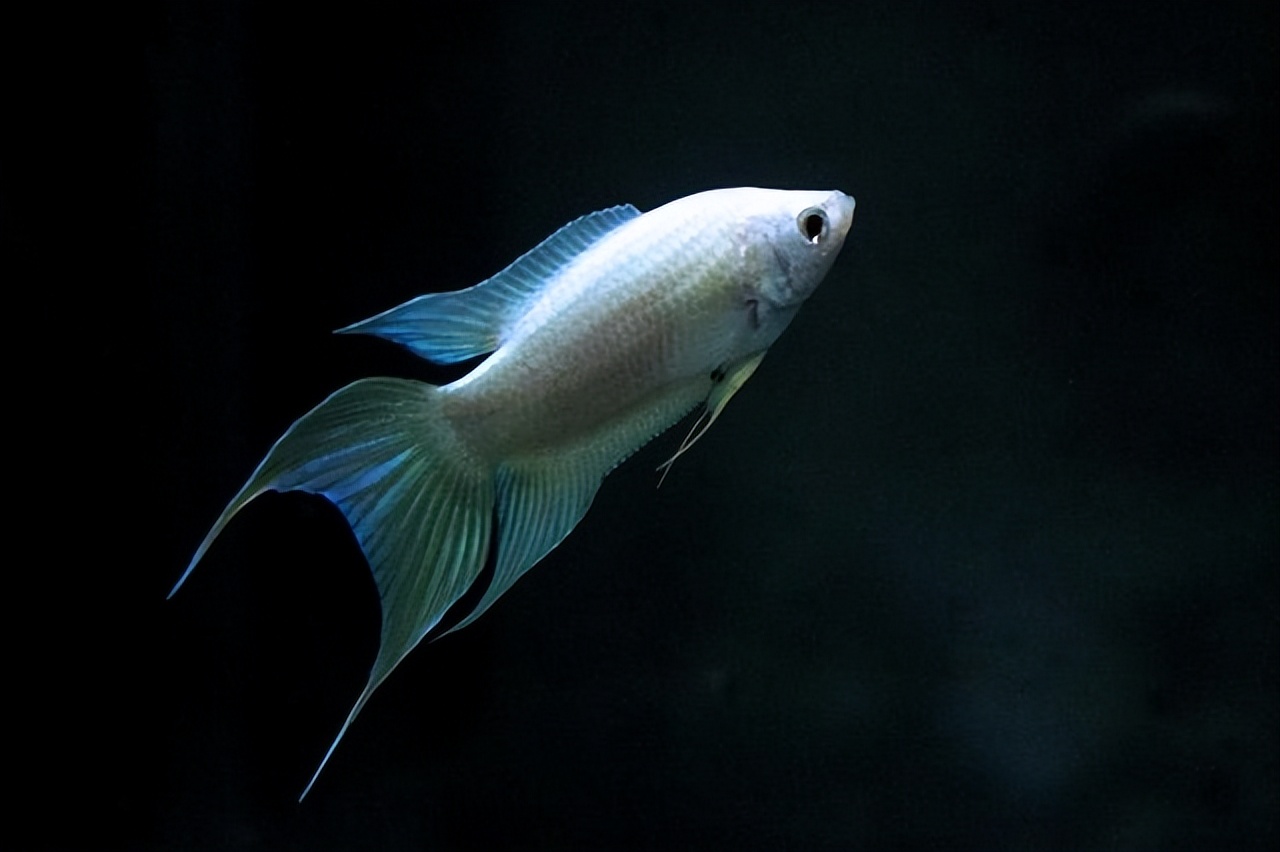 菩萨鱼曾经在农村经常见到，被当*鸡做**鸭零食，为啥现在很少见到？