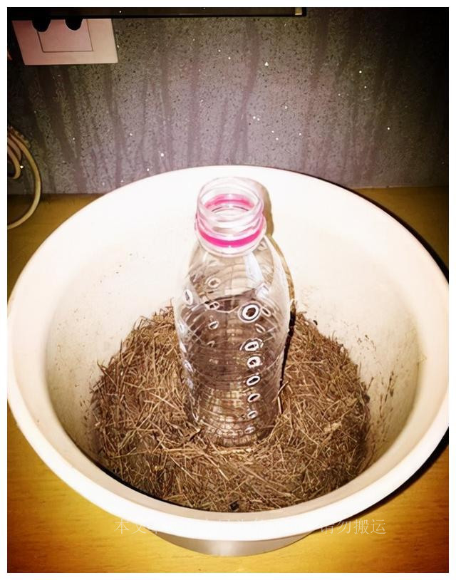 自制绿萝爬柱,怎样在家自制绿萝柱