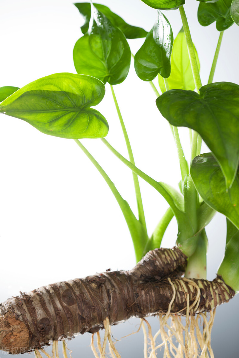 家里养哪五种花大气,家养哪四种花寓意好