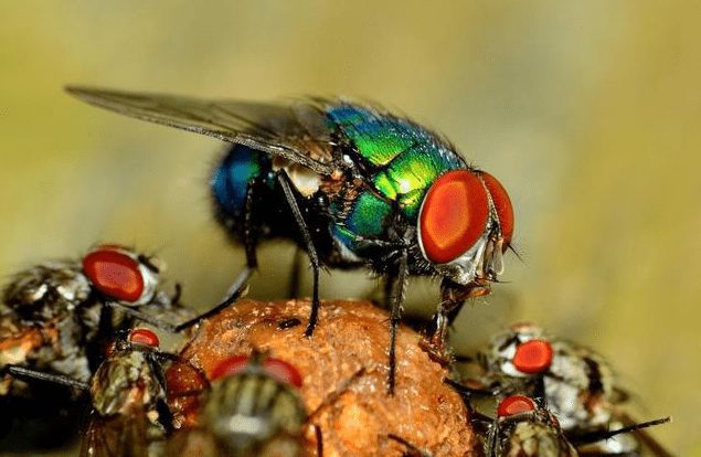为什么苍蝇总是不停的搓手脚呢,为什么苍蝇要一直搓手