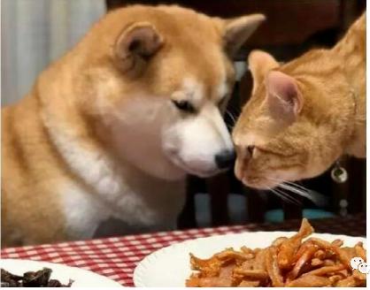 肉价为什么便宜,肉价贵的原因