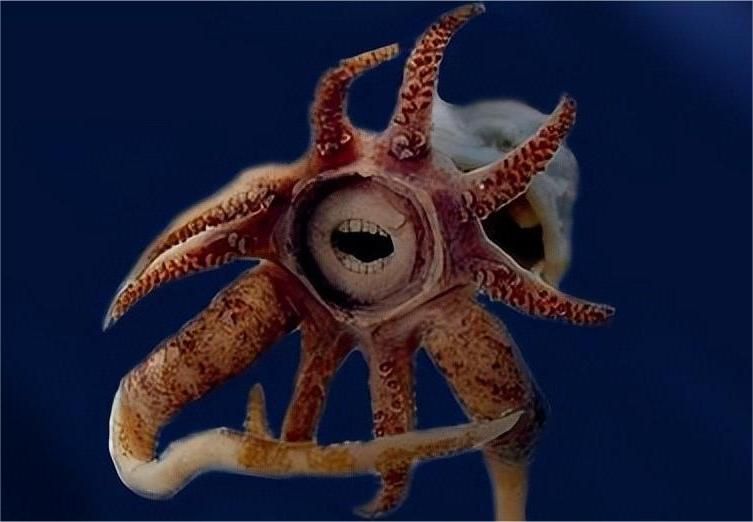 一张图看懂神奇动物,这些罕见的神奇动物到底有多可怕