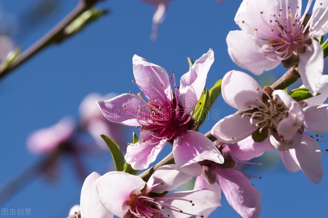 关于春天的古诗100首欣赏,春天古诗大全十首