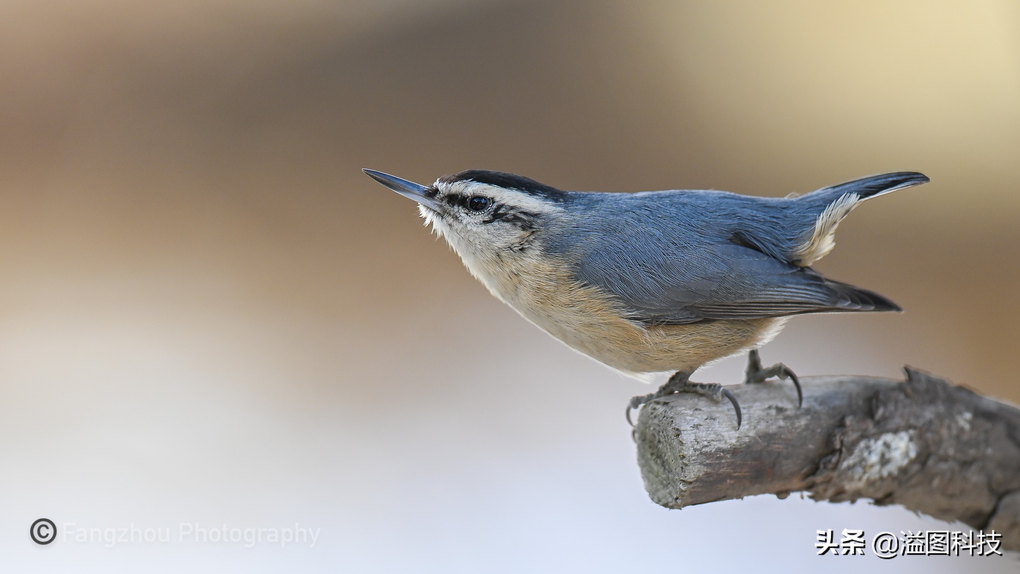 尼康z24-70f2.8,尼康z9旗舰相机详细评测