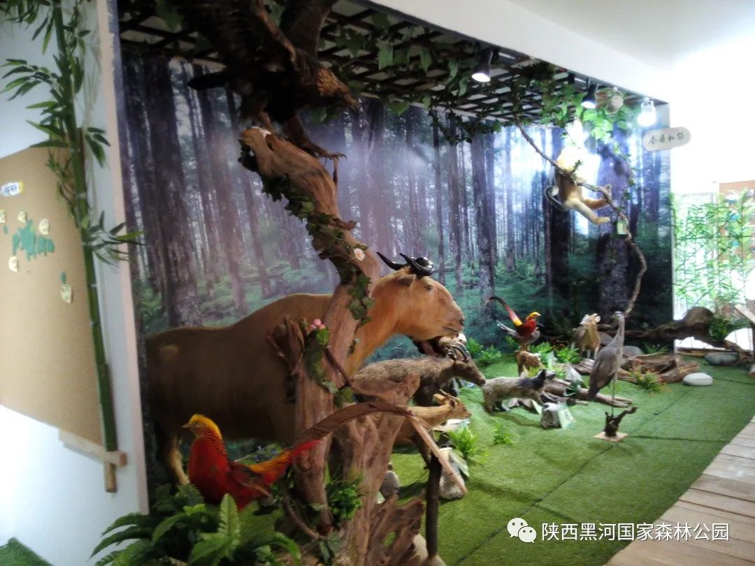 中国旅游日免费黑河景点,中国旅游日黑河森林公园