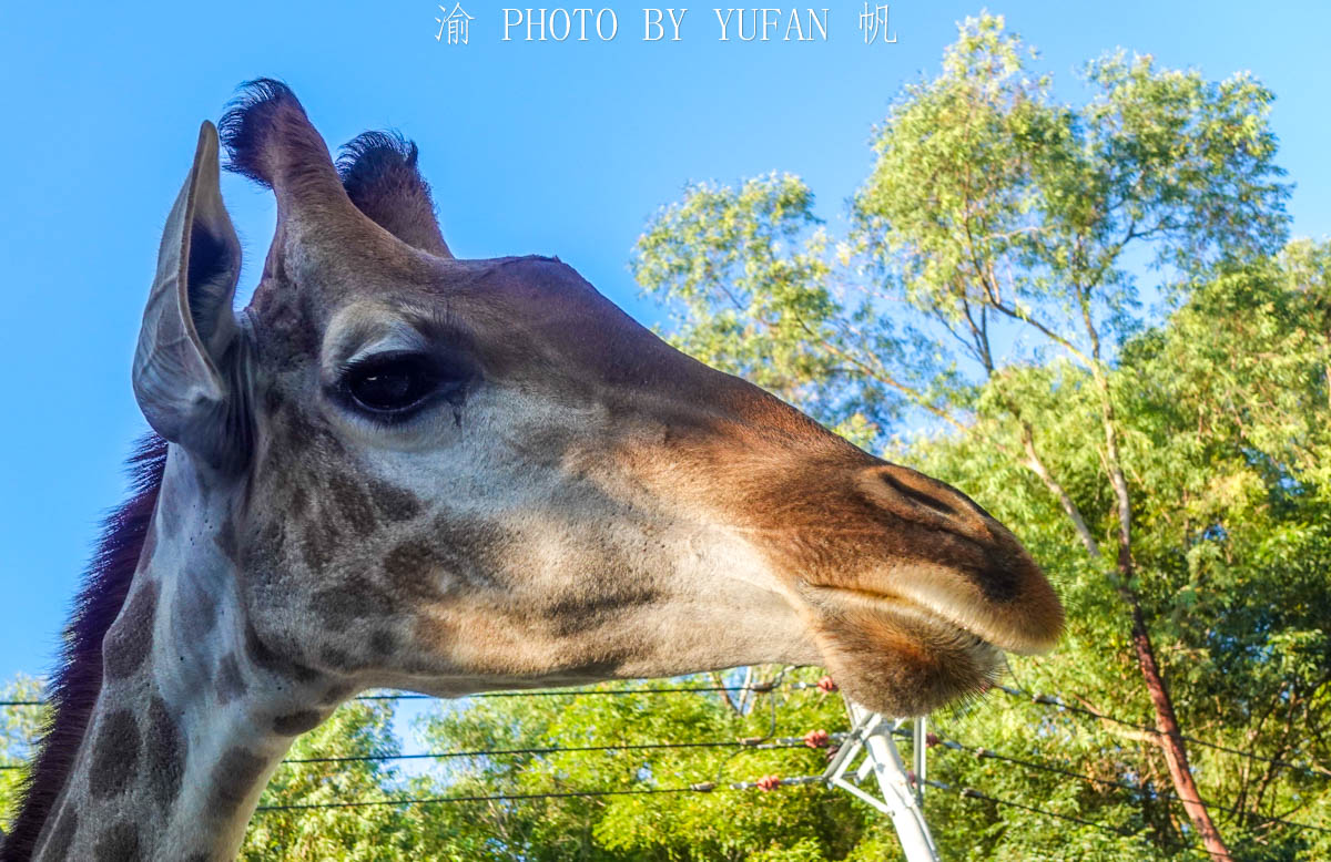 潮州旅游景点推荐动物园,潮州文化公园动物园