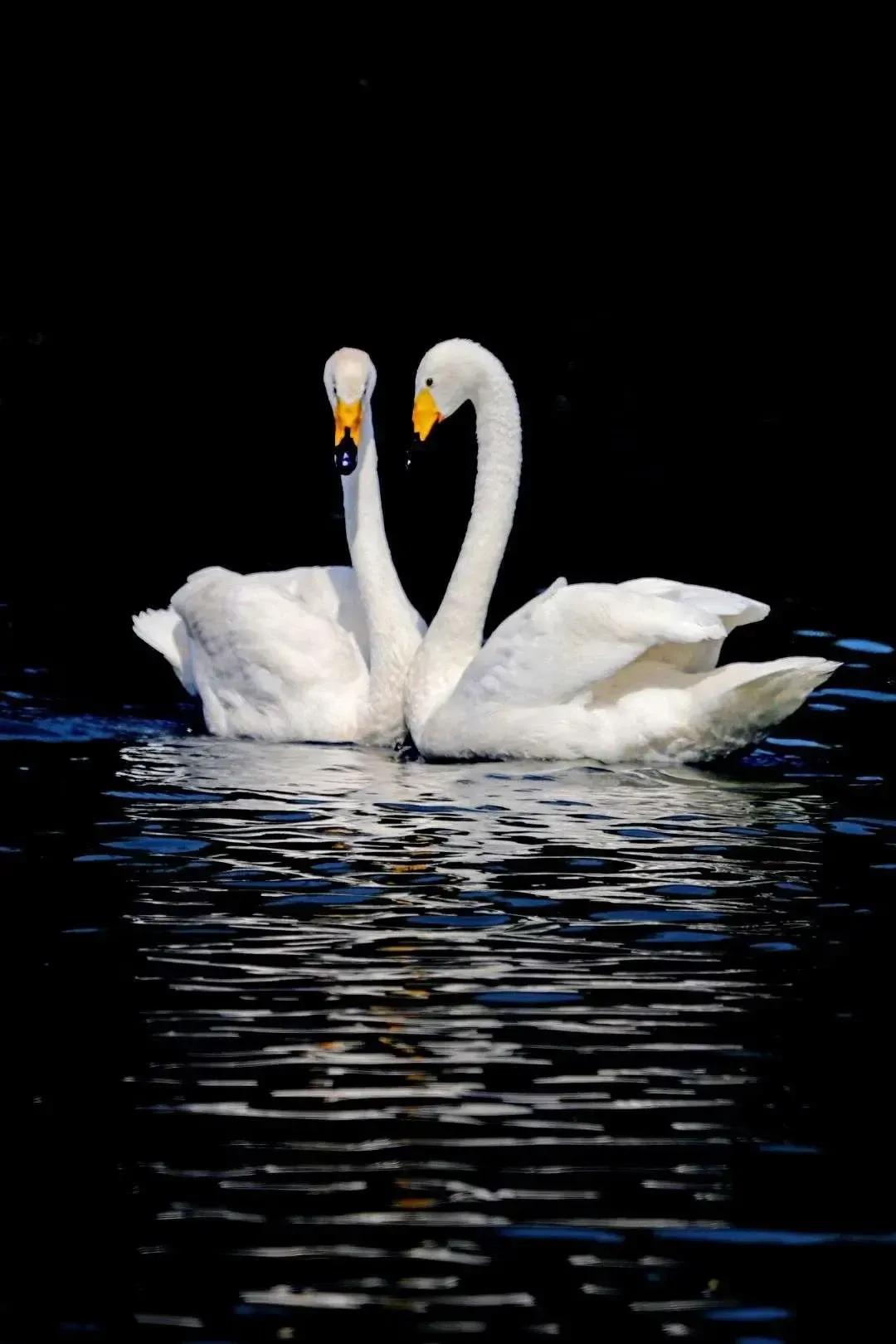 贯通古今中外,一个和字