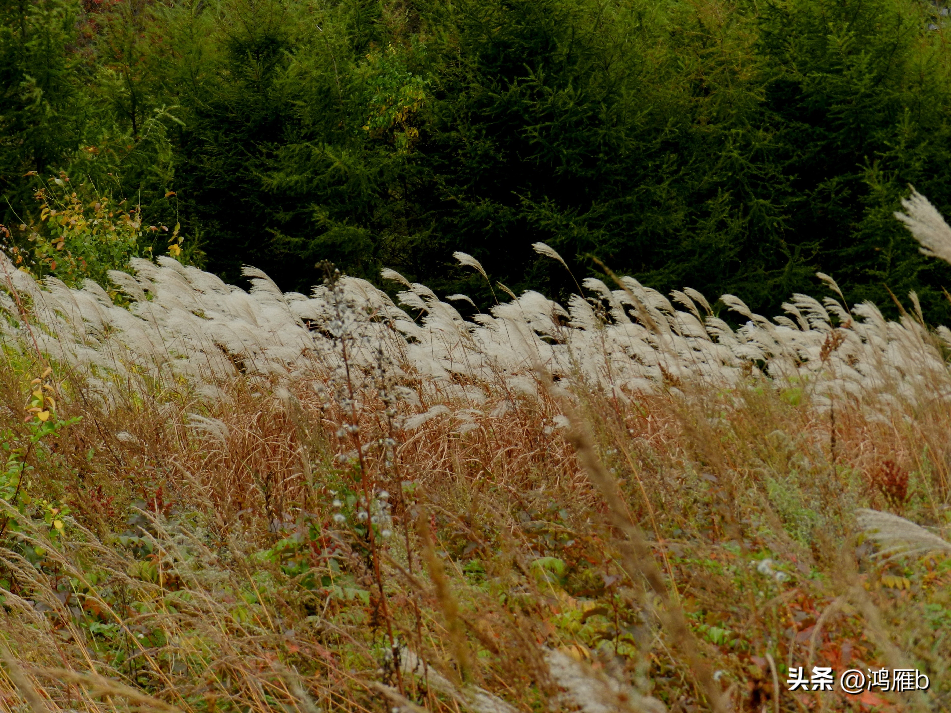 本溪温泉汤沟门票价格,本溪花溪沐枫雪温泉小镇