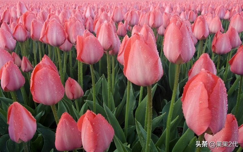 看世界荷兰,荷兰地理