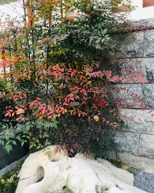 现代风好养的绿植搭配,好养简约风家里绿植