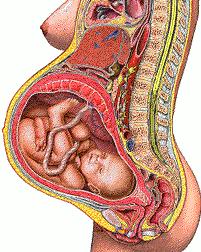 早孕10周子宫位置和大小,怀孕40天胎儿在子宫的位置