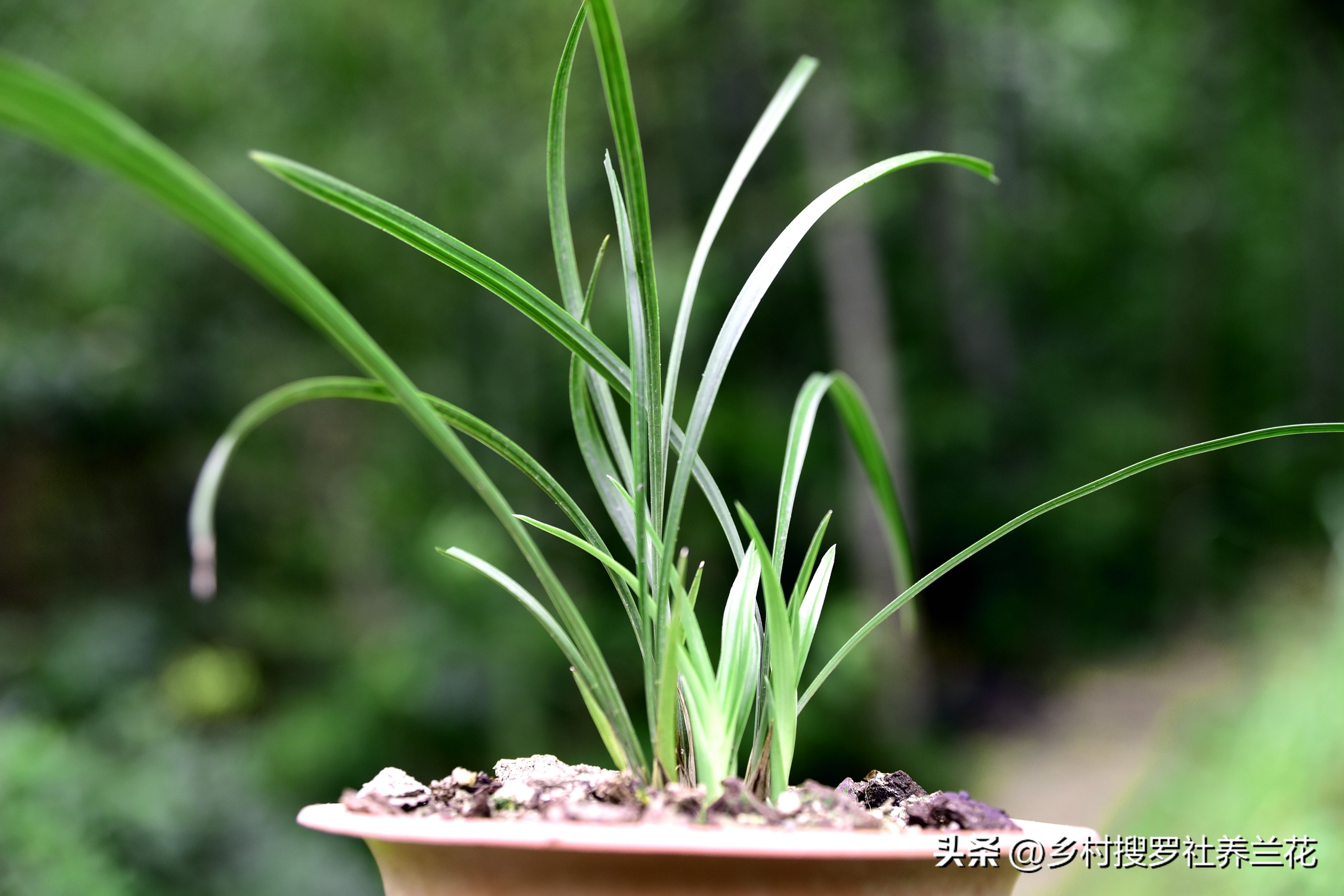 兰花的施肥方法和注意事项是什么,兰花专用土栽的兰花需要施肥吗
