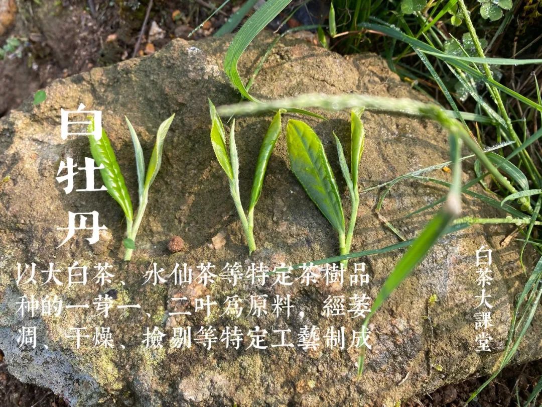 白茶是一种绿茶么,白茶是白的吗