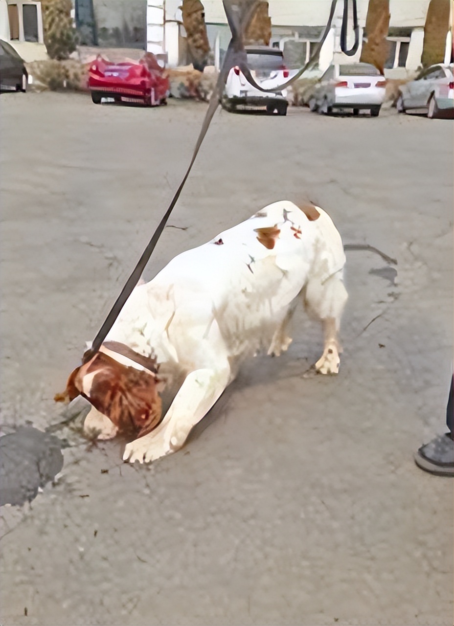 警犬工资一万八真的假的,警犬一月工资