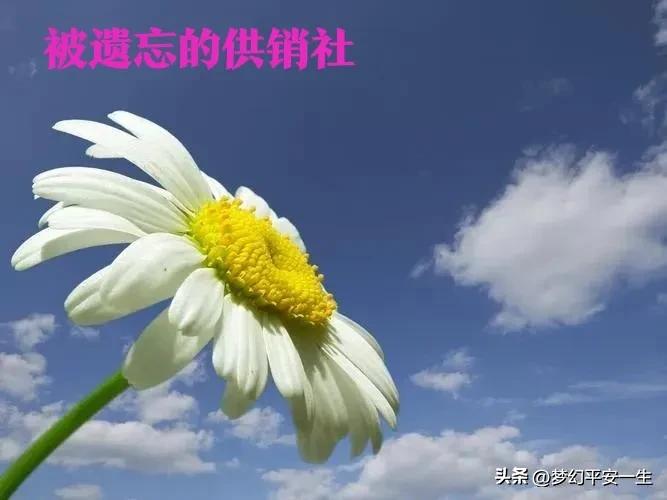 供销社出路,供销社的经历和感受