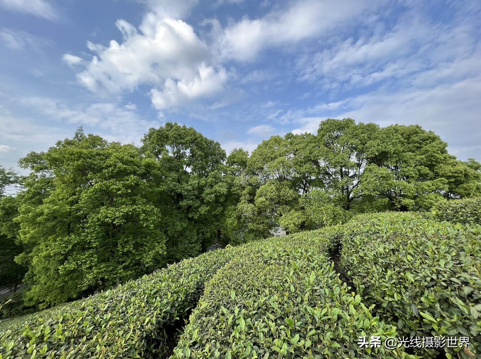 永川茶山竹海今年国庆免门票吗,2022国庆节永川茶山竹海攻略