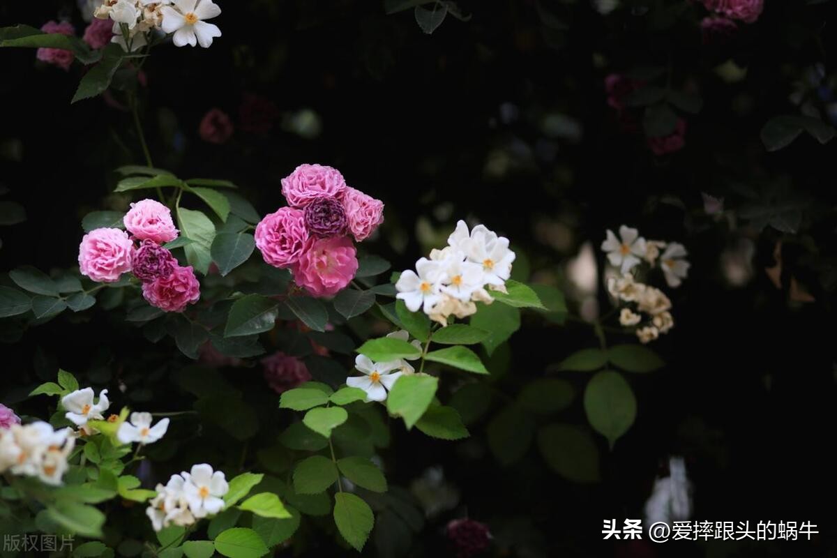 生如夏花灿烂的时候,生如夏花绚烂绽放歌曲视频