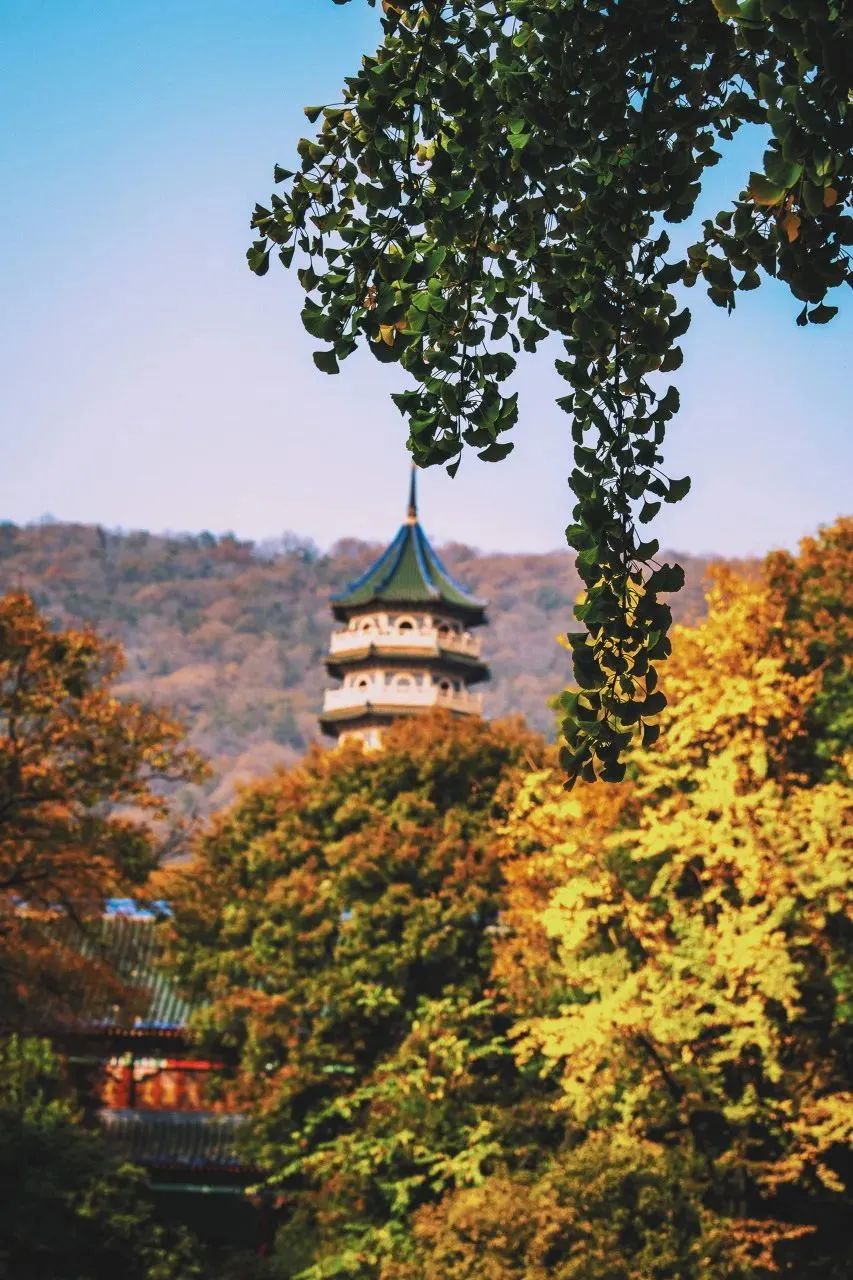 南京的法国梧桐秋天图片,南京法国梧桐秋天