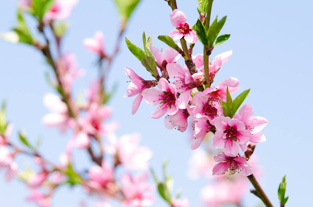 唯美春天的古诗词大全,描述春天的万种风情古诗十首