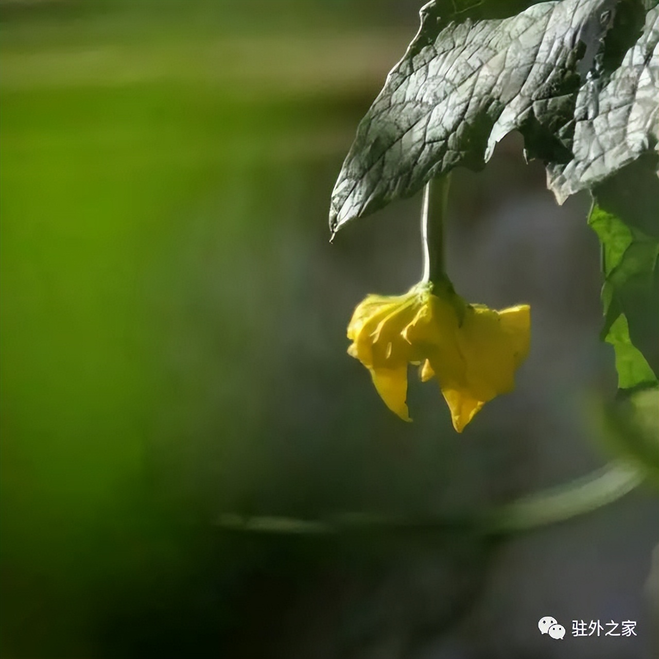 驻外人的“花花世界”——且看菜园变花园