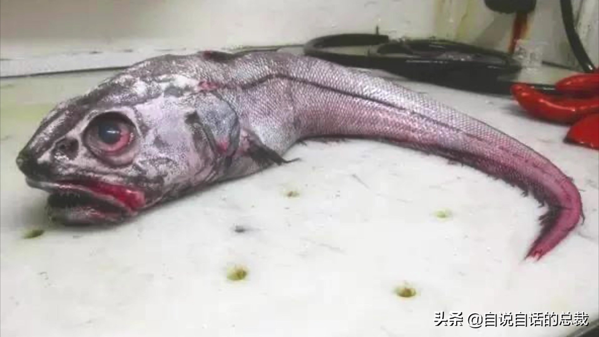 为什么买的鳕鱼段都是粘液,为什么买的鳕鱼那么多水