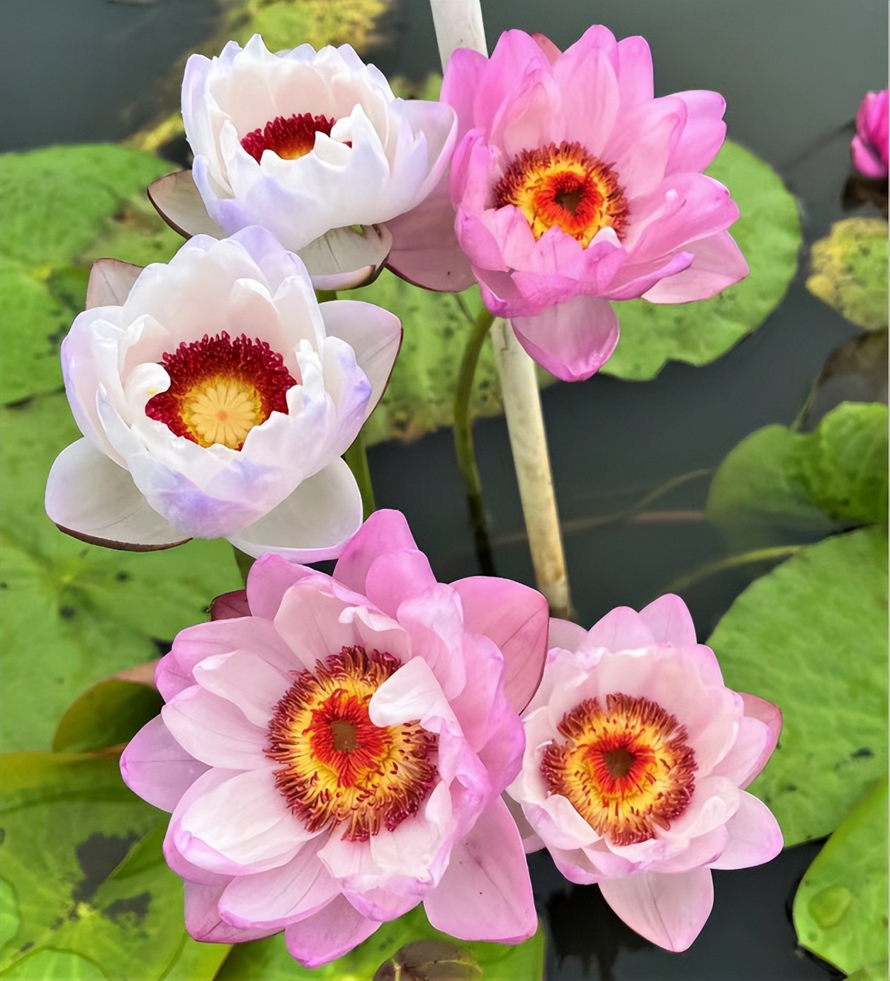 适合新手养的睡莲品种,澳洲睡莲怎么栽培