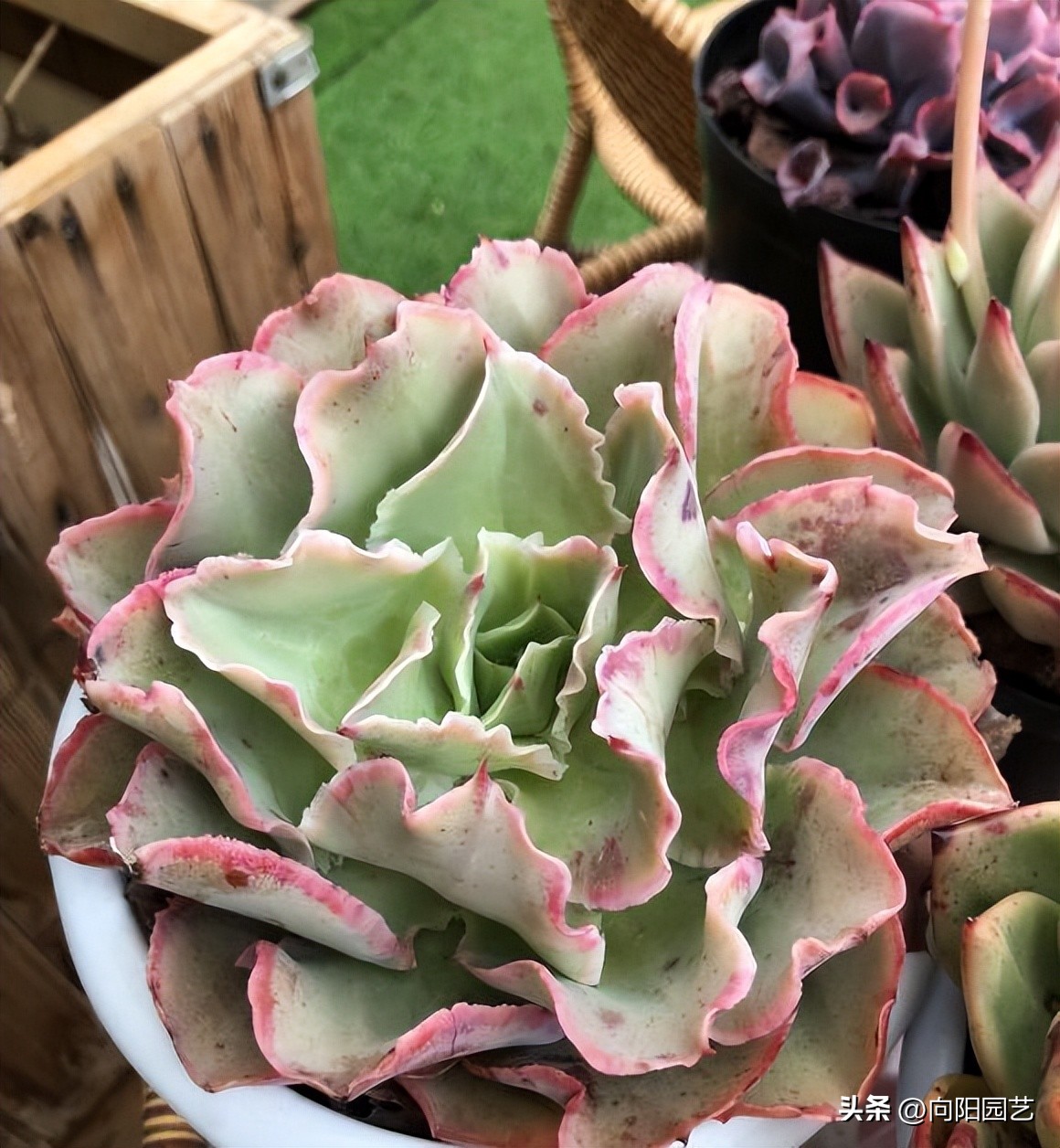 家庭养多肉可以挣钱吗,家庭养多肉会影响风水吗