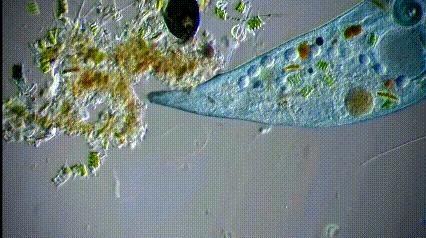 运动神经元显微镜观察内容与结果,显微镜下观察神经元的判断依据