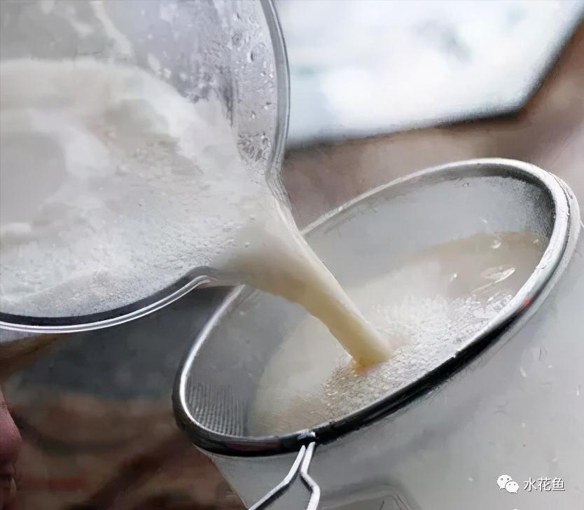 家鱼养殖如何投苗,养殖鱼技术和鱼苗