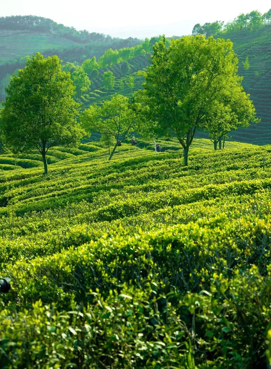 湖北有哪些红茶,湖北最受欢迎红茶