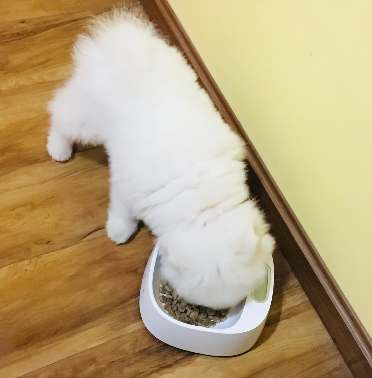 鼻饲喂食正确方法和注意事项,金毛喂食注意事项及禁忌