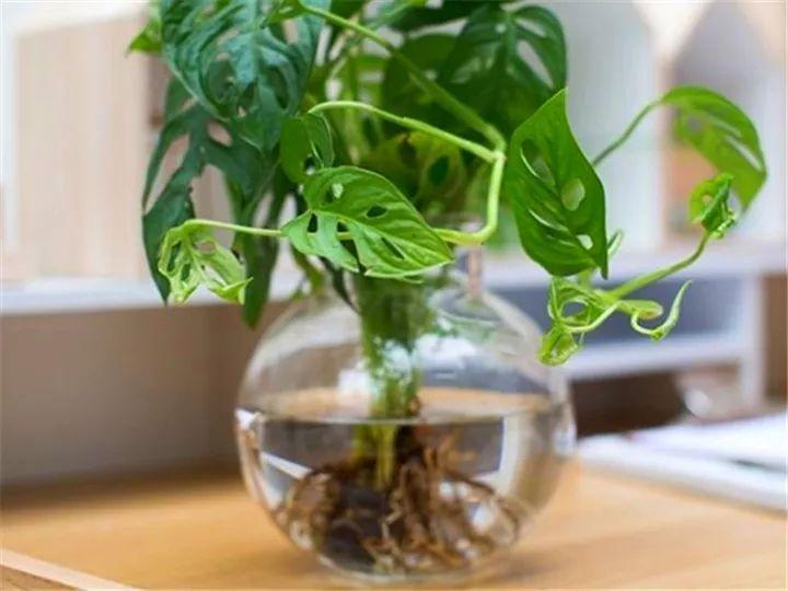 适合室内养的耐阴花和植物,什么花耐阴最好养不怕晒