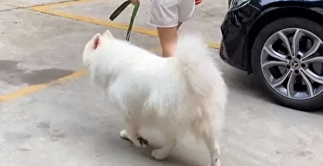 女子狗尾巴扫到对方被打后续,狗尾巴扫到别人被打女子抖音后续