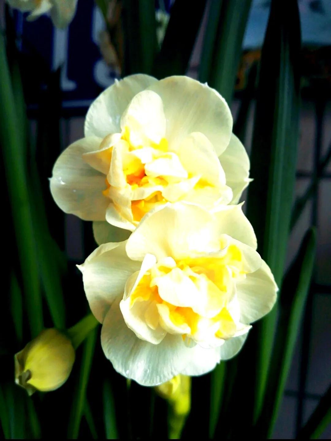 古诗词中的水仙花：飘零尘俗客再见水仙花