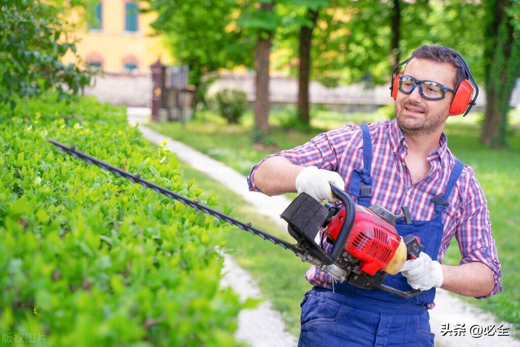 绿篱的种植标准,常见绿篱浇水及修剪要求
