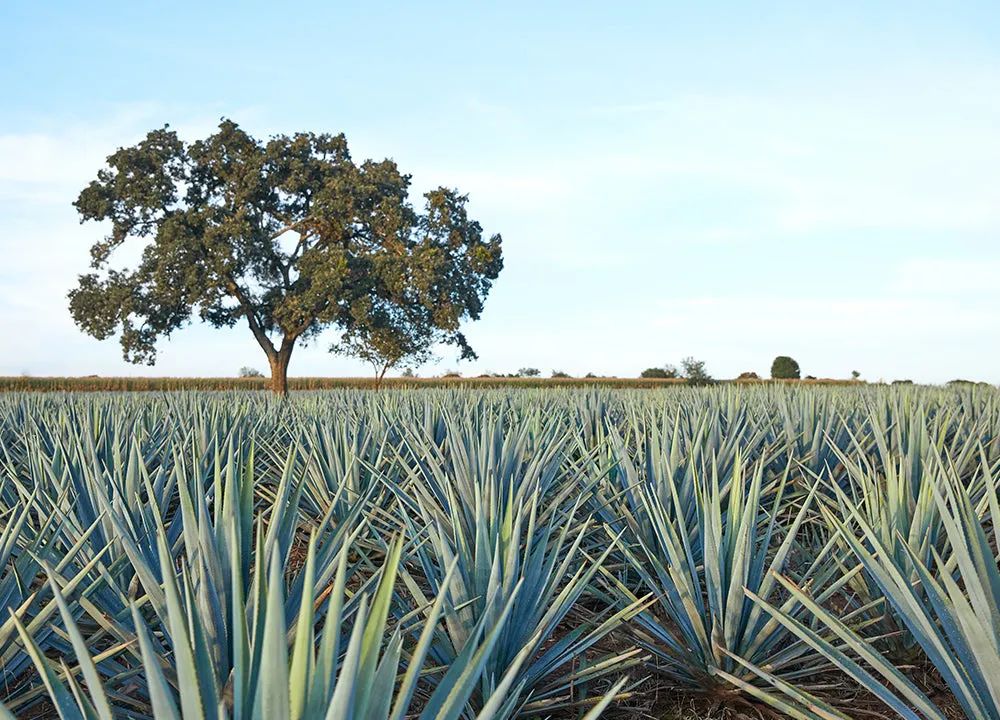 一篇文章帮你搞明白,一篇文章让你了解白酒