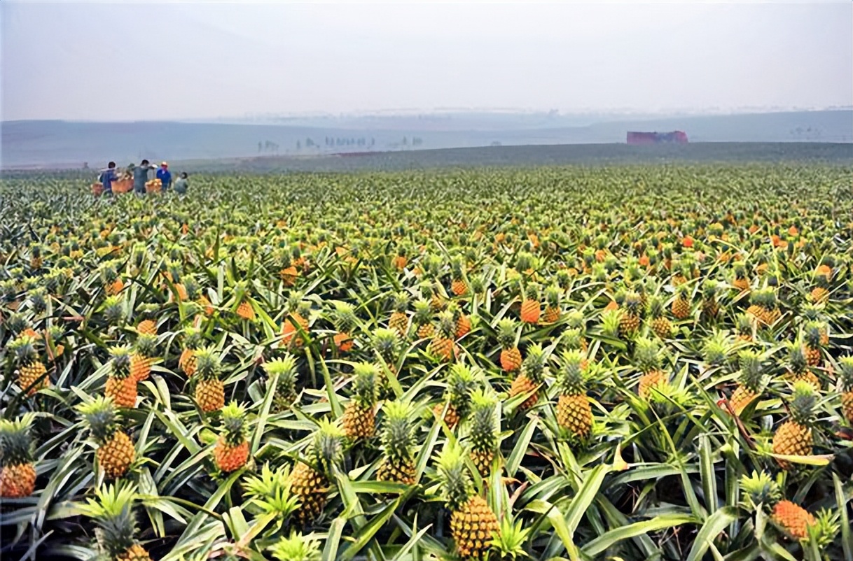 凤梨和菠萝的区别视频,菠萝凤梨是一个东西吗