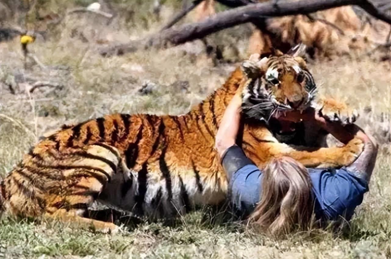 老虎领地的真相,老虎领地数百平方公里