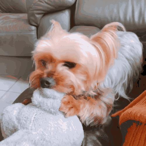 什么狗适合懒人又有安全感新手养,最好养的五种小型宠物狗